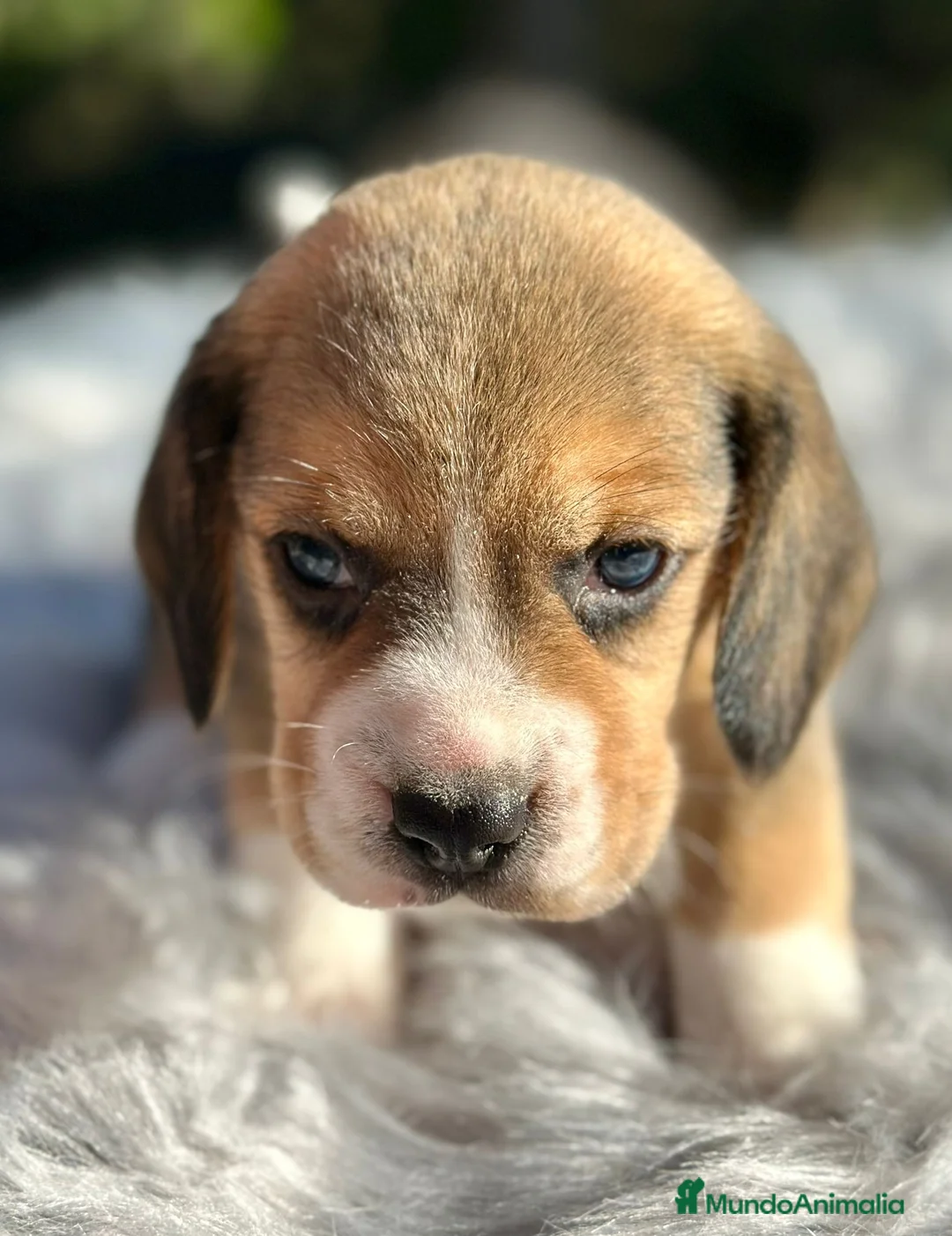 Beagle perros en venta: Beagle tricolor camada - Anuncio 3