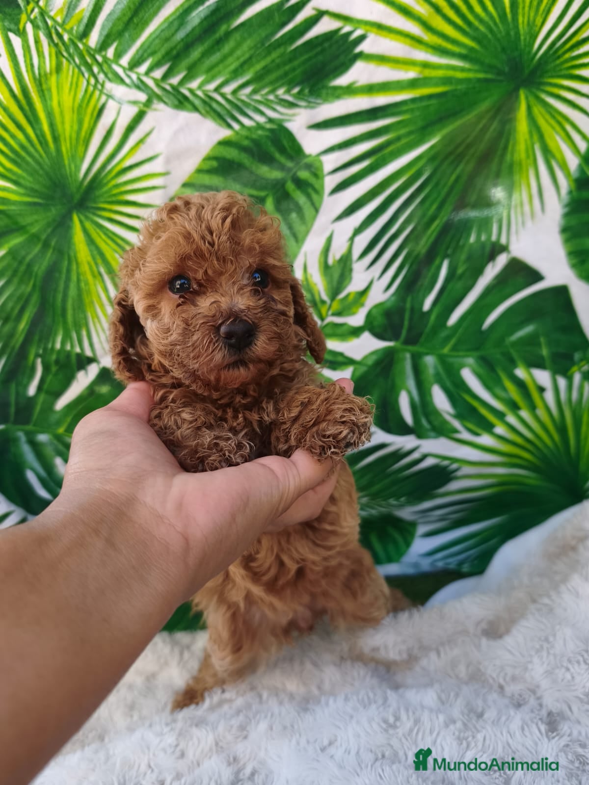 Caniche Toy perros Excelentes cachorros de caniches  - Anuncio 24