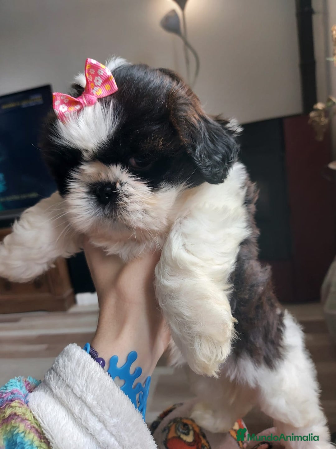 Shih Tzu perros en venta: Shih tzu - Imagen 6