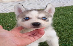Husky Siberiano perros en venta: Encantadores cachorros Husky Siberiano  - Imagen 7