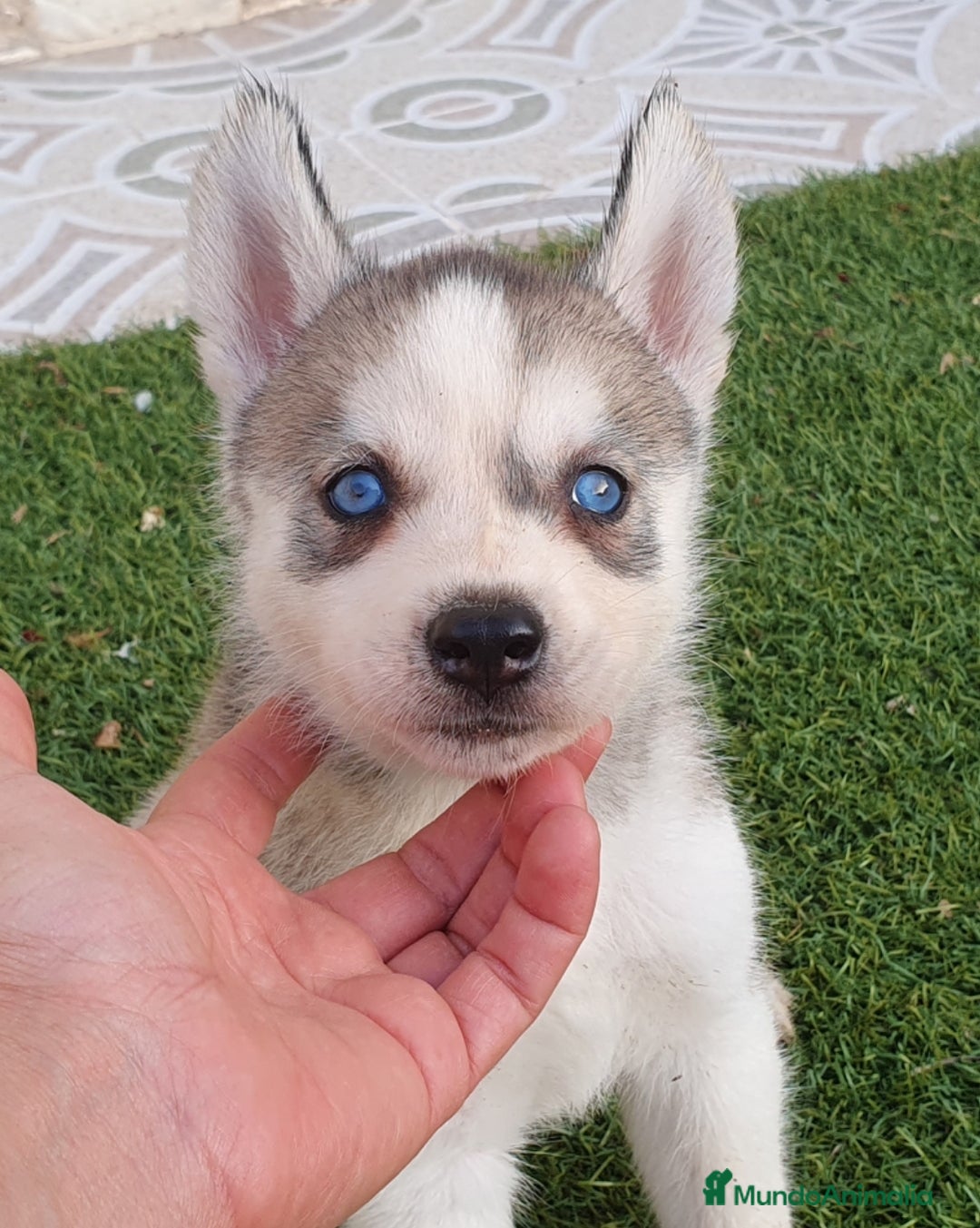 Husky Siberiano perros en venta: Encantadores cachorros Husky Siberiano  - Imagen 7