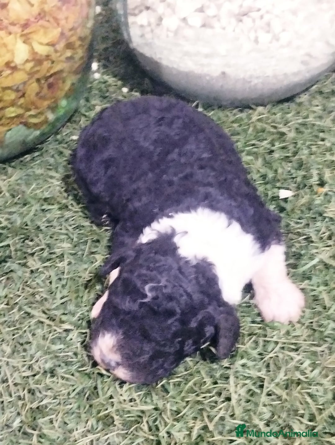 Perro de Agua Español perros en venta: Cachorros perros de agua  - Anuncio 4