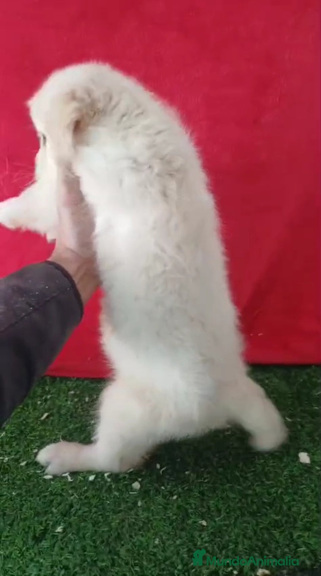 Golden Retriever perros en venta: Golden Retriever  - Anuncio 2