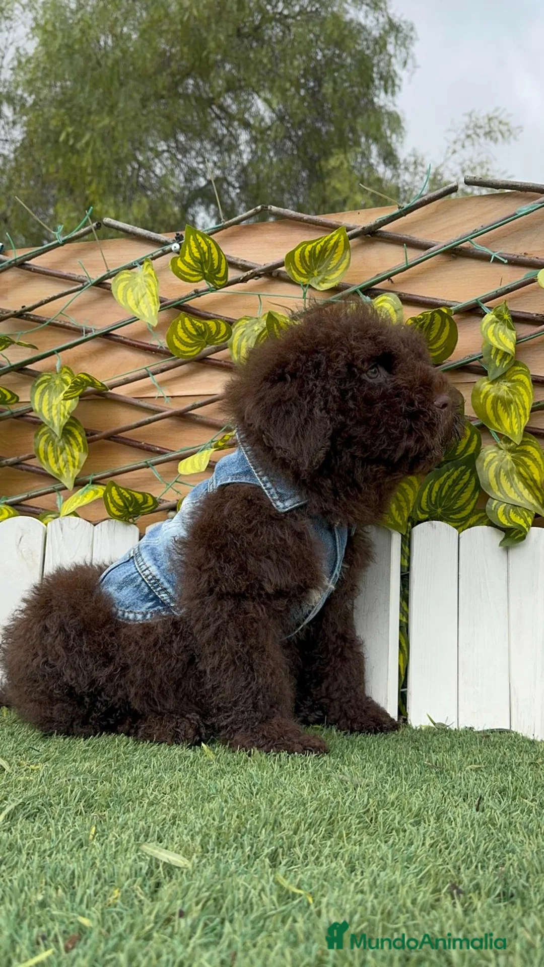 Perro de Agua Español perros en venta: PERRO DE AGUA ESPAÑOL - Anuncio 14