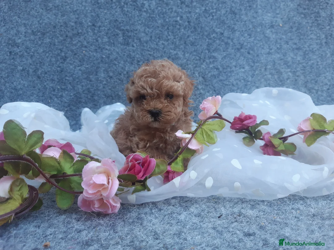 Caniche Enano perros en venta: PRECIOSOS CANICHE  ROJO LINEA TOY - Anuncio 7