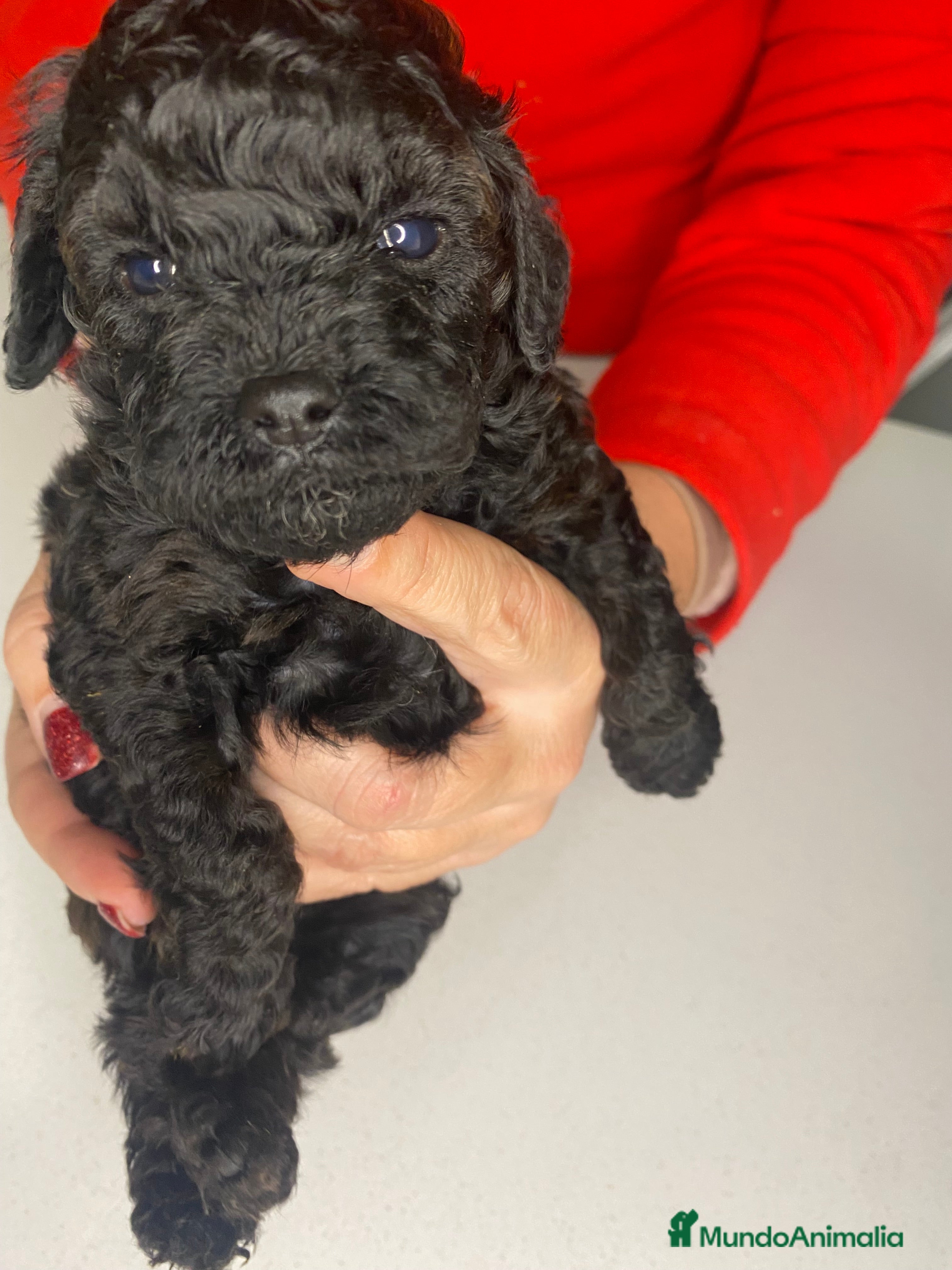 Caniche Toy perros Camada de caniches Toy - Anuncio 2