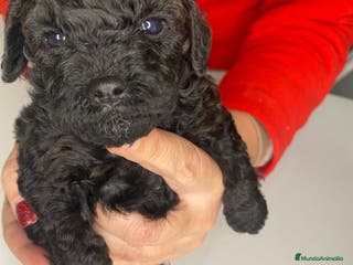 Caniche Toy perros Camada de caniches Toy - Anuncio 26