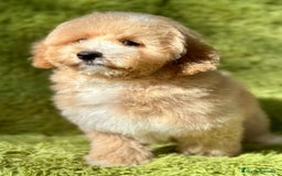 Maltipoo perros en venta: Maltipoo f2 - Imagen 2