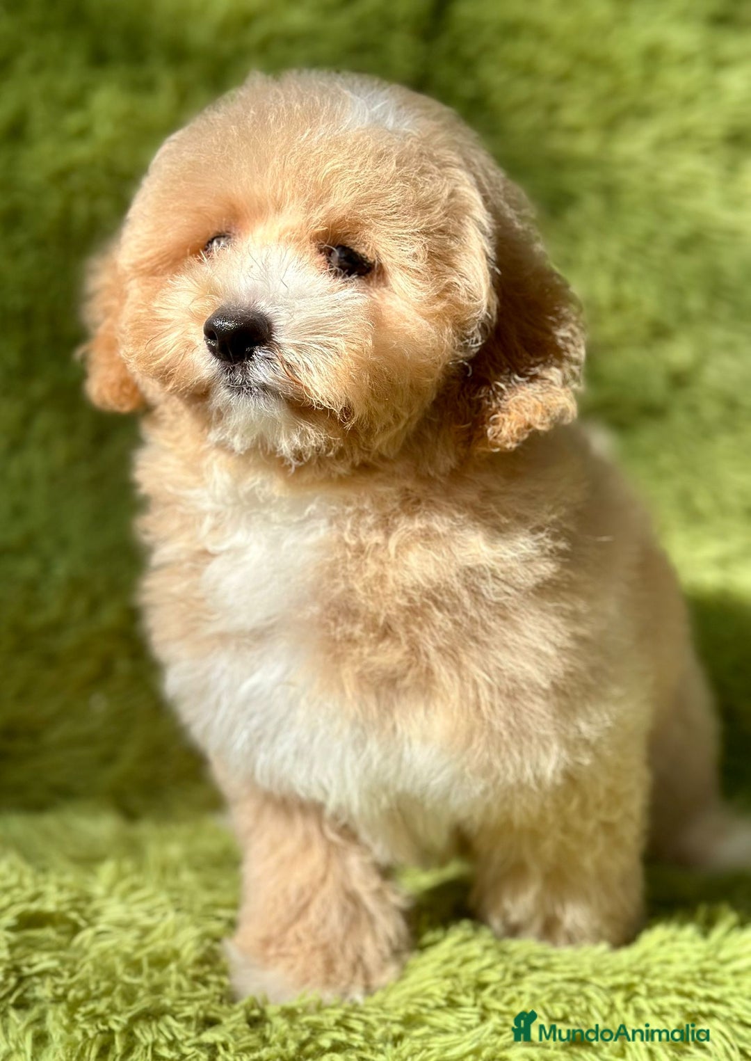 Maltipoo perros en venta: Maltipoo f2 - Imagen 2