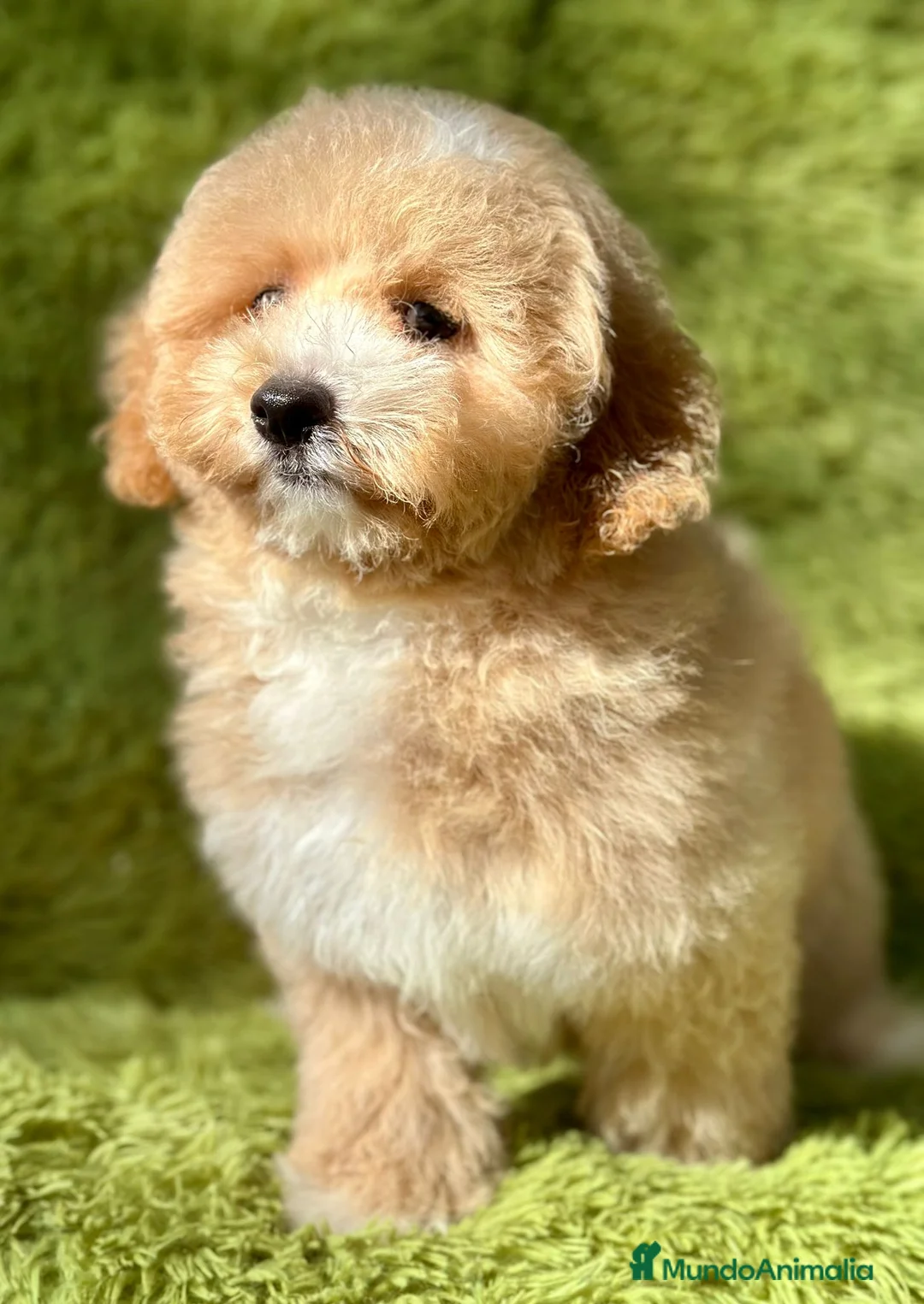 Maltipoo perros en venta: Maltipoo f2 - Anuncio 2