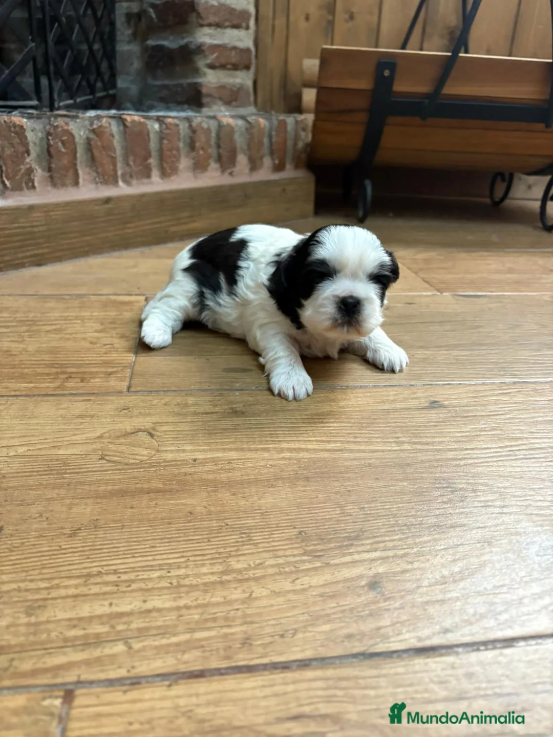 Shih Tzu perros en venta: Shih tzu mini - Anuncio 2
