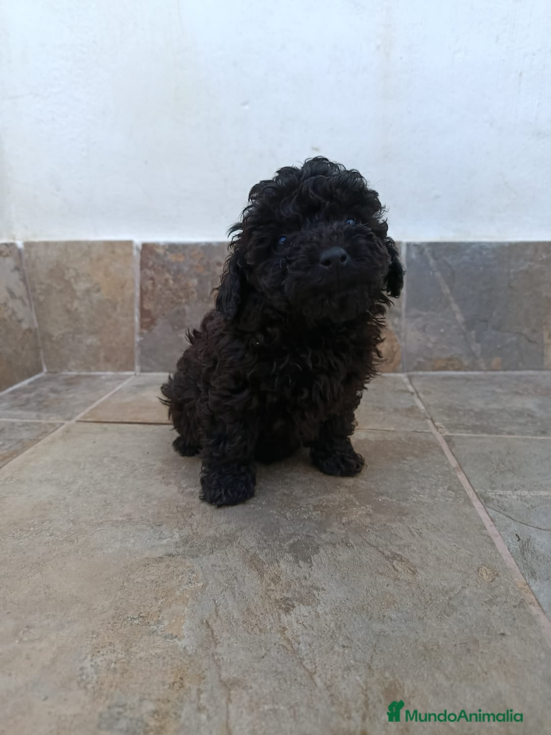 Caniche Toy perros Caniches toy negras - Anuncio 1