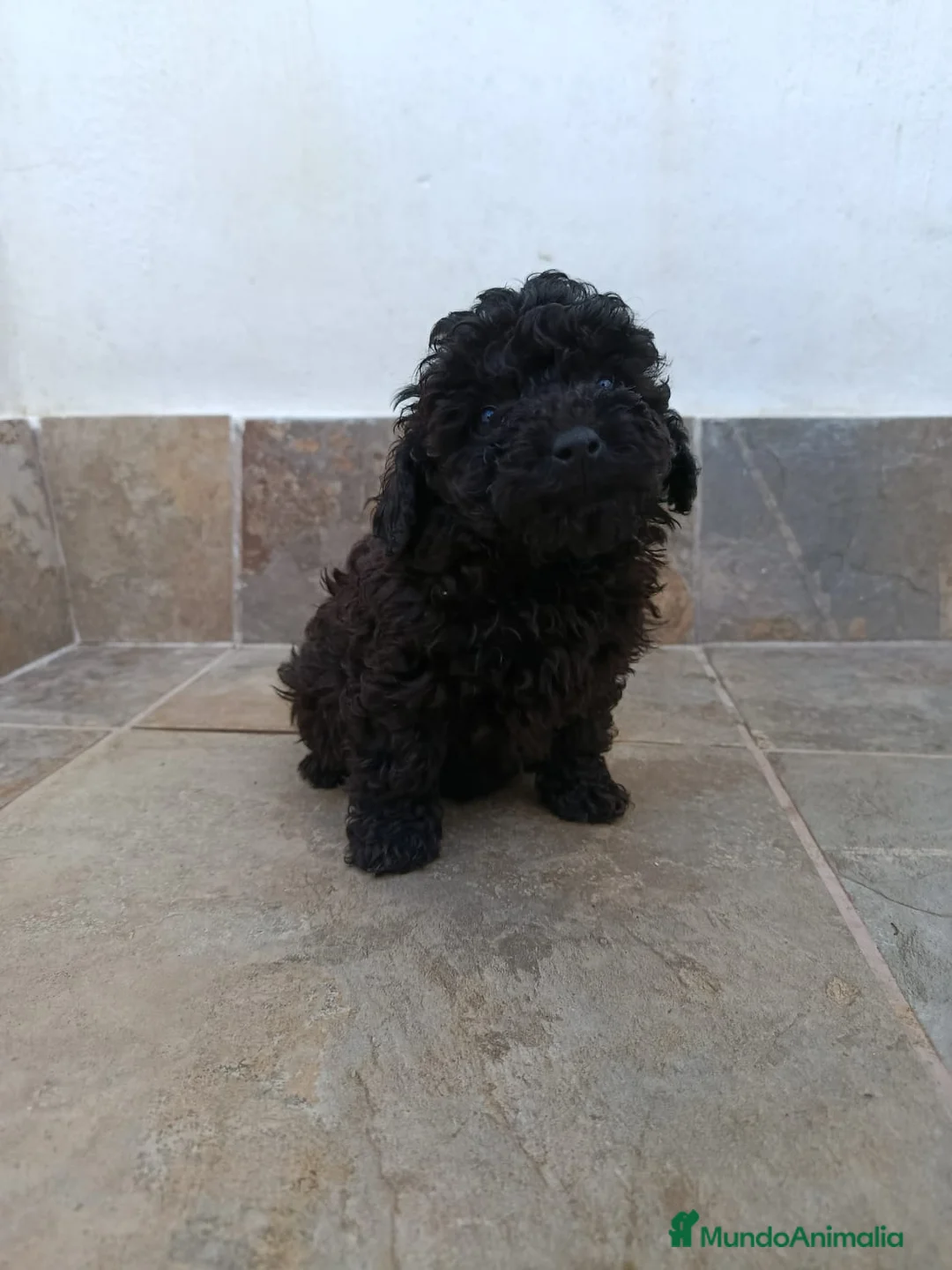 Caniche Toy perros en venta: Caniches toy negras - Anuncio 1