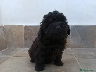 Caniche Toy perros Caniches toy negras - Anuncio 1