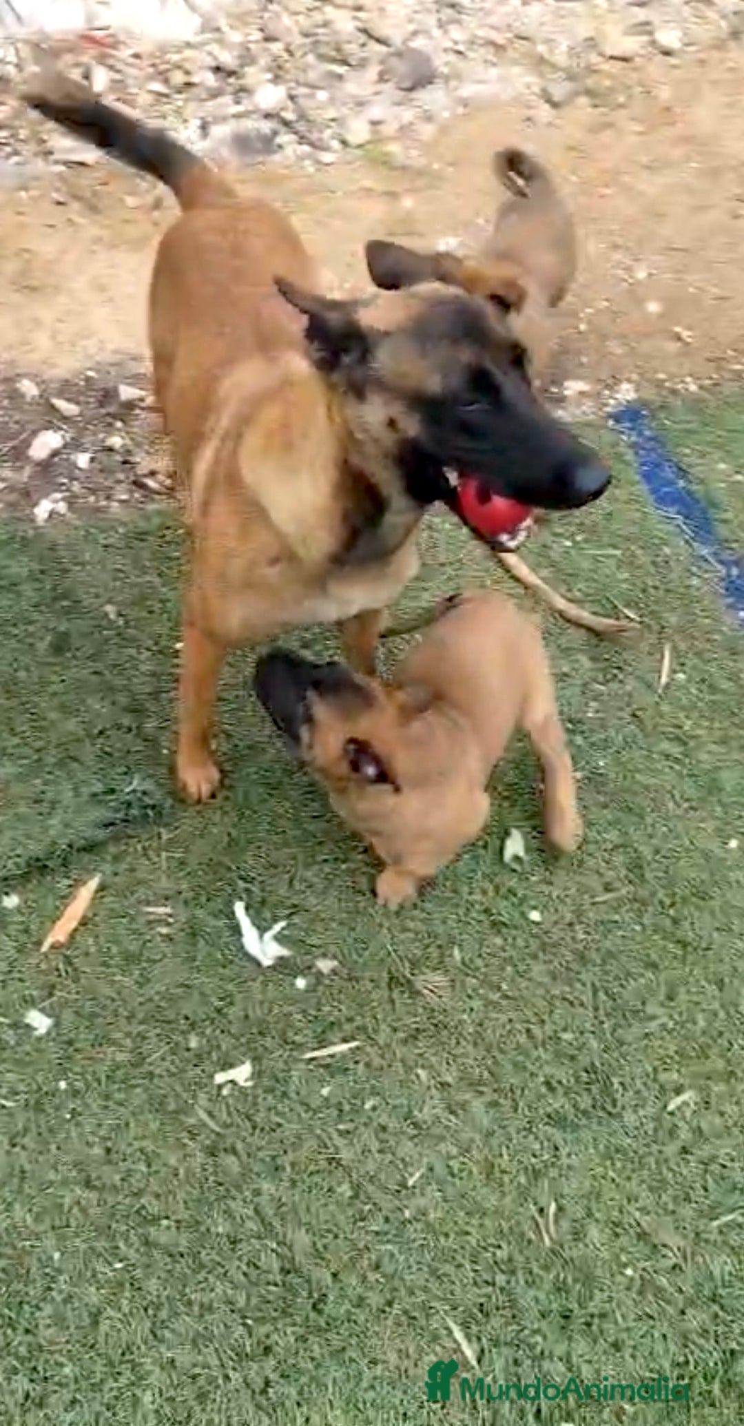 Pastor Belga Malinois perros en venta: Pastor Belga Malinois - Anuncio 36