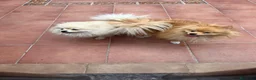 Pomerania perros en venta: Cachorros de pomerania  - Anuncio 9