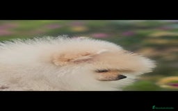 Pomerania perros en venta: HEMBRITA POMERANIA DIMINUTA  - Imagen 8