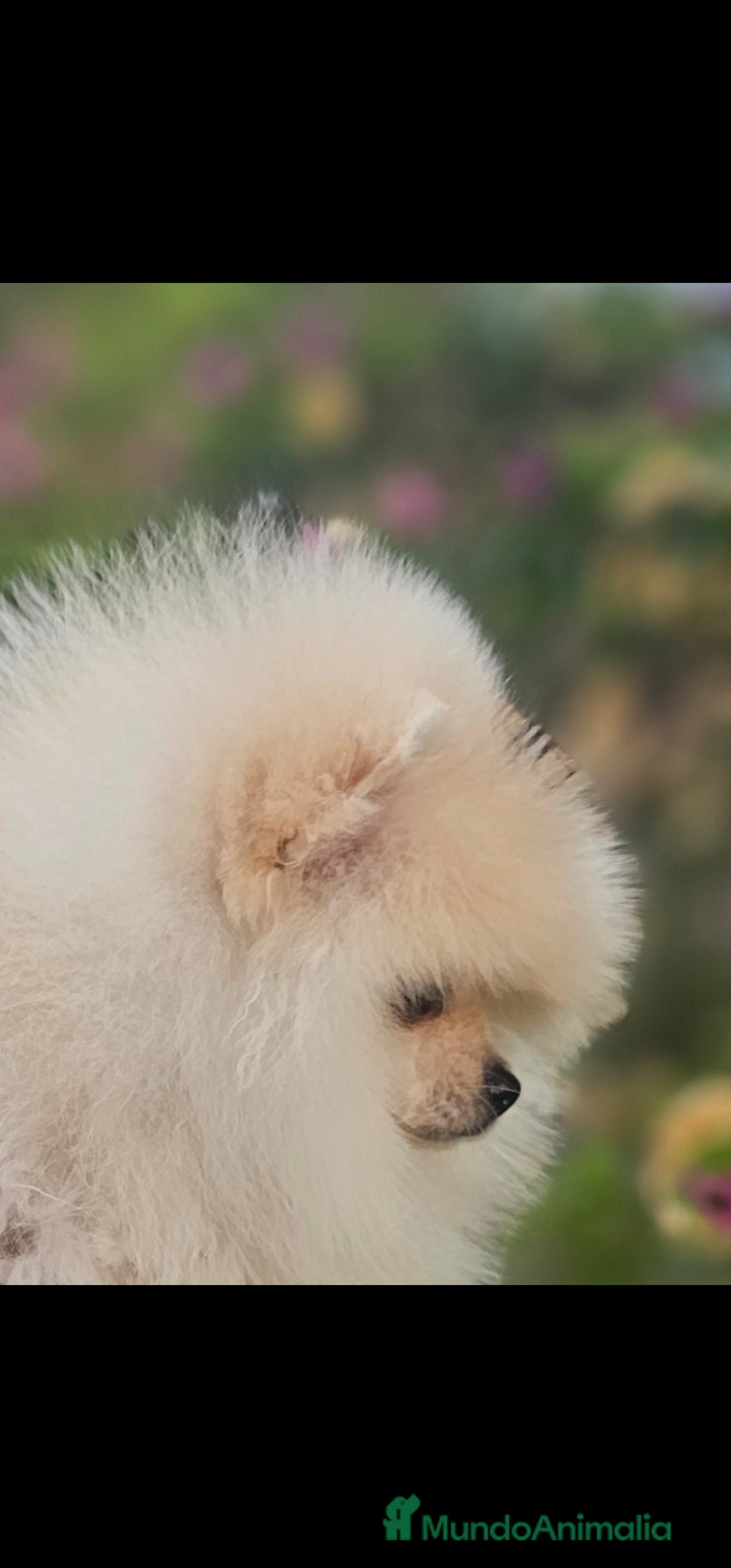 Pomerania perros en venta: HEMBRITA POMERANIA DIMINUTA  - Imagen 8