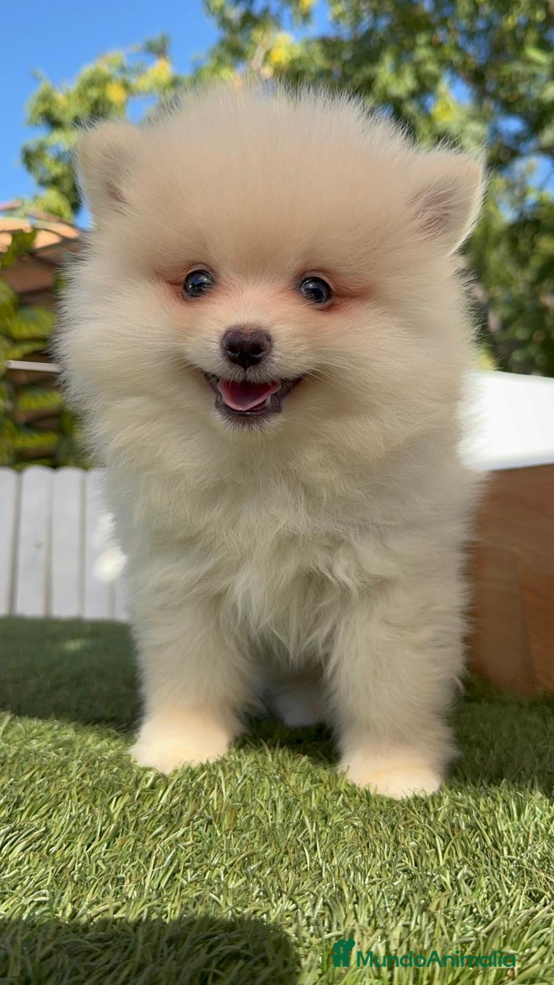 Pomerania perros en venta: POMERANIA - Imagen 9