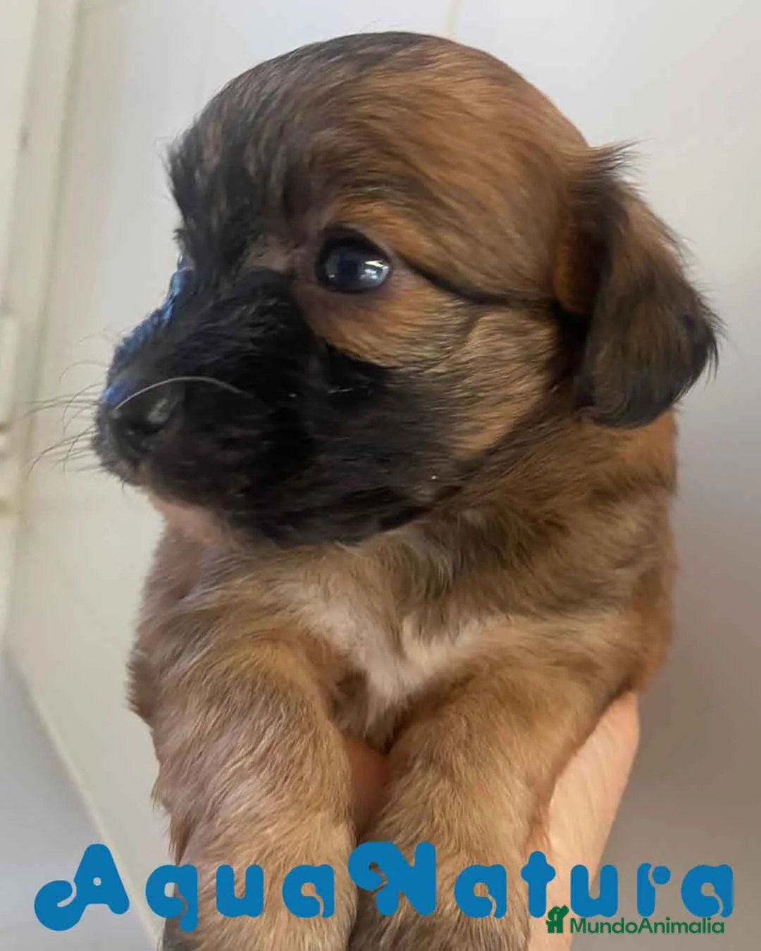 Chihuahua perros en venta: Chihuahua Macho 1 de Reina y Choc AQUANATURA - Anuncio 1