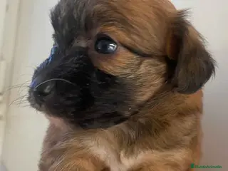 Chihuahua perros Chihuahua Macho 1 de Reina y Choc AQUANATURA - Anuncio 2