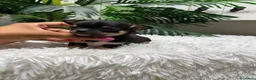 Chihuahua perros en venta: CHIHUAHUA  - Anuncio 12