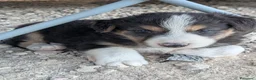Border Collie perros en venta: Cachorros border collie  - Anuncio 7