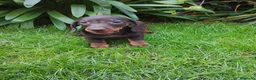 Teckel Miniatura perros en venta: Cacharros de teckel miniatura  - Anuncio 2