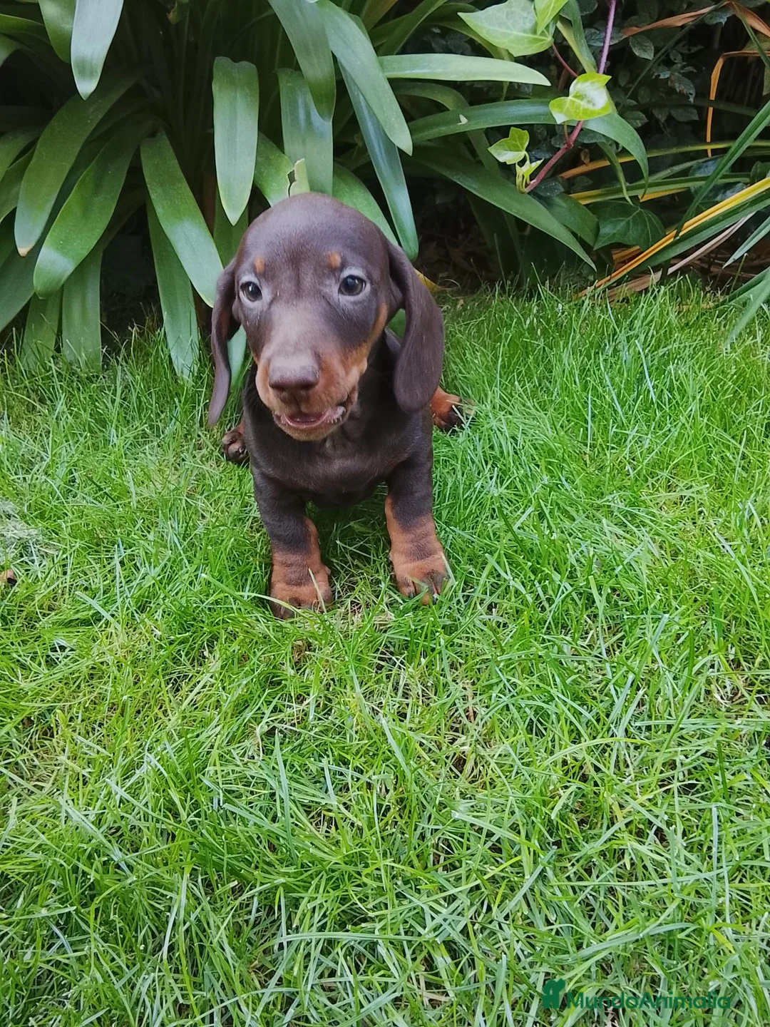 Teckel Miniatura perros en venta: Cacharros de teckel miniatura  - Anuncio 2