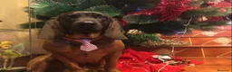 Sabueso de Sangre de Baviera perros en venta: SABUESO DE SANGRE BAVIERA - EXCELENTES EJEMPLARES. en Zaragoza - Anuncio 3