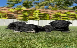 Caniche Toy perros en venta: CANICHE TOY - Imagen 16