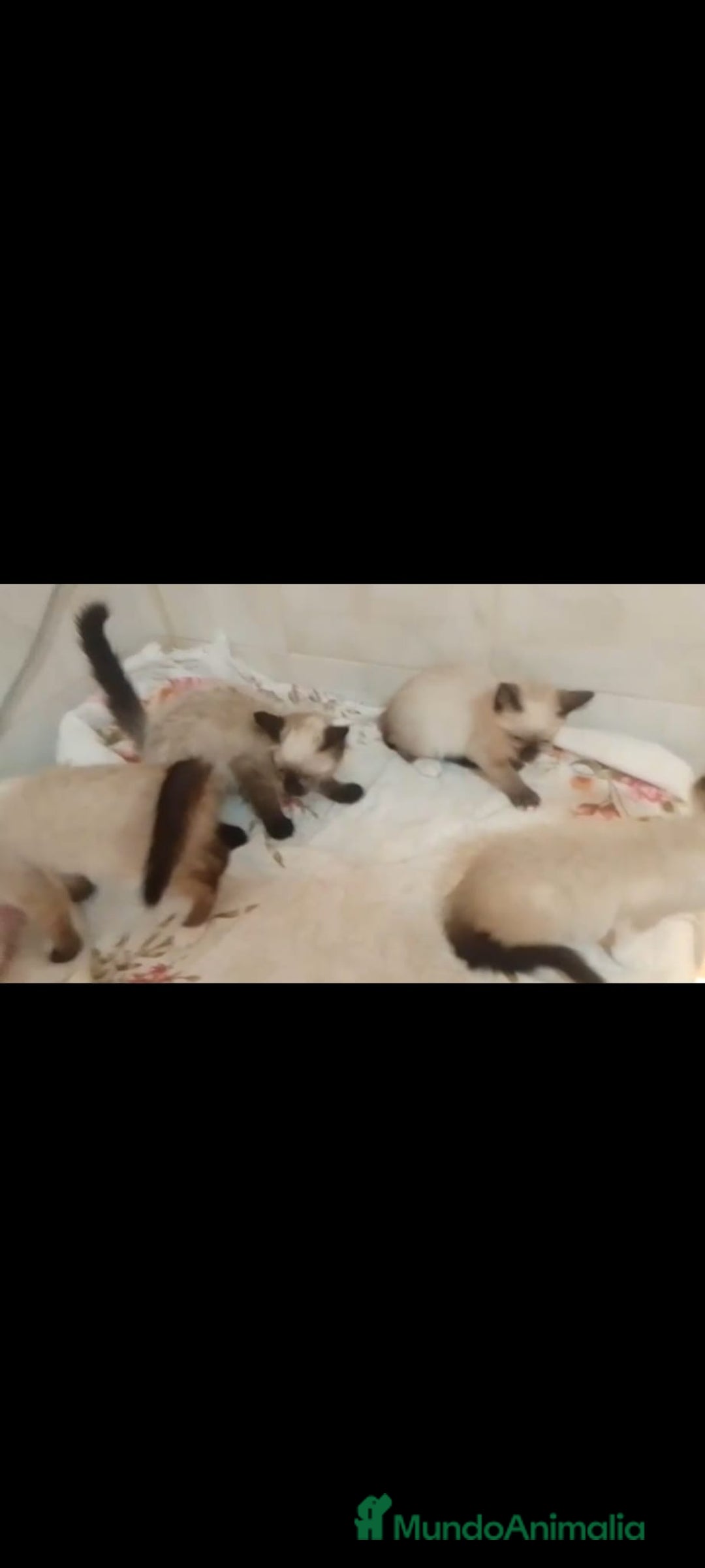 Siamés gatos en venta: Siameses - Imagen 1