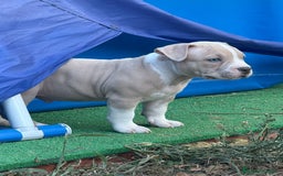 American Bully perros en venta: Americana Bully pocket ojos azules  - Imagen 4