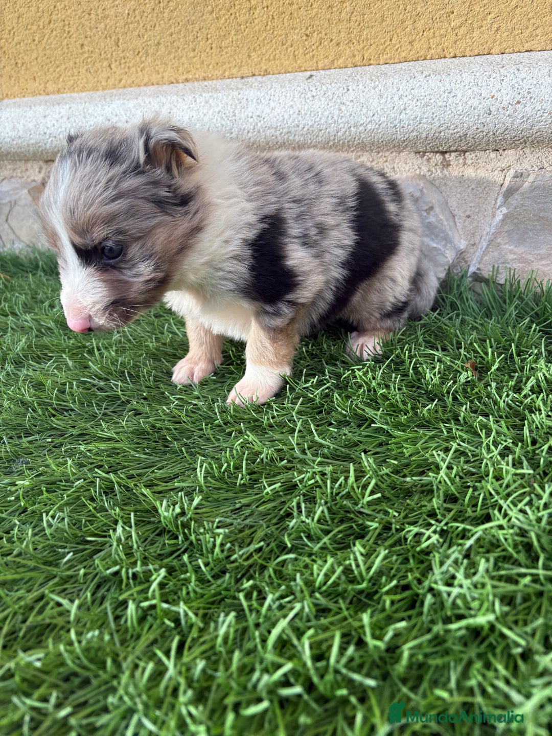 Border Collie perros en venta: Cachorro Border collie Merle macho  - Anuncio 8