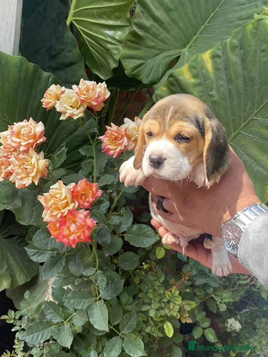 Beagle perros Beagle preciosos puppy !! - Anuncio 2