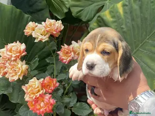 Beagle perros Beagle preciosos puppy !! - Anuncio 2