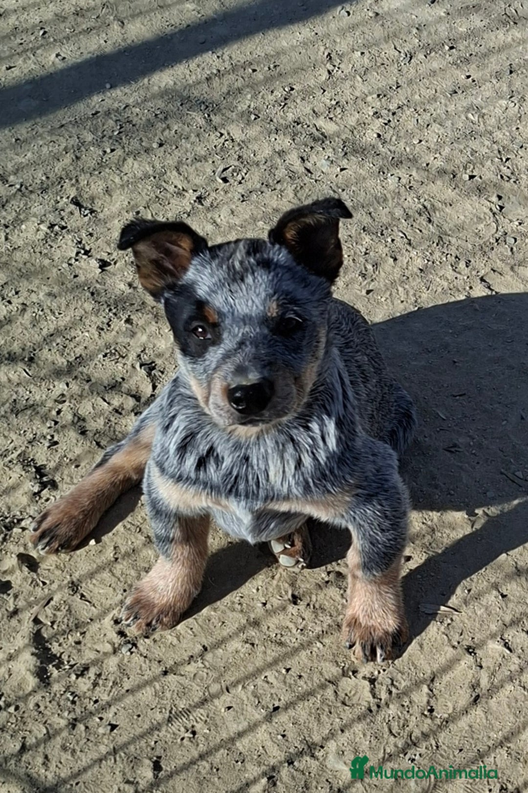 Boyero de Australia perros en venta: Australian cattle dog - Anuncio 2