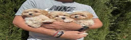 Maltipoo perros en venta: Maltipoo tres hermanitos buscan familia!! - Anuncio 3