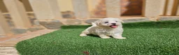 Bichón Maltés perros en venta: Cachorrita de bichón línea coreana - Anuncio 3