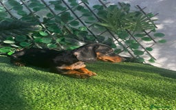 Teckel perros en venta: 🐶🌭¡Disponibles dos cachorros Teckel machos!🌭🐶 - Imagen 5
