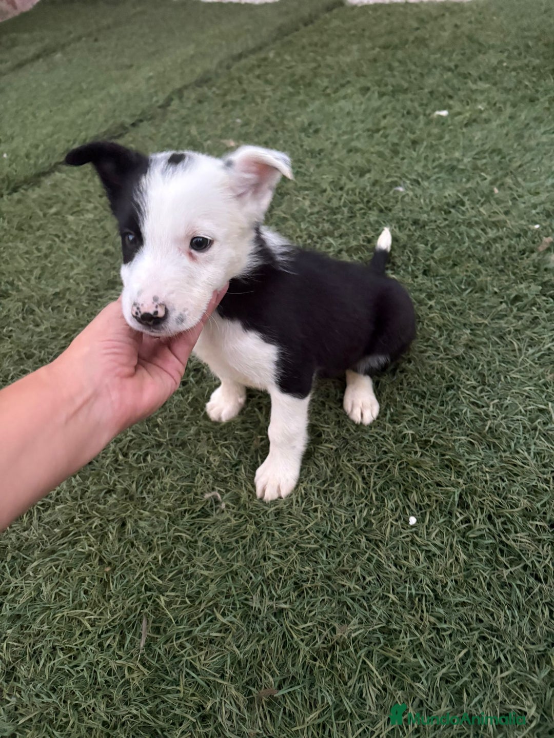 Border Collie perros en venta: BORDER COLLIE  - Imagen 5