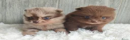 Pomerania perros en venta: POMERANIA CHOCOLATE MACHO - Anuncio 5