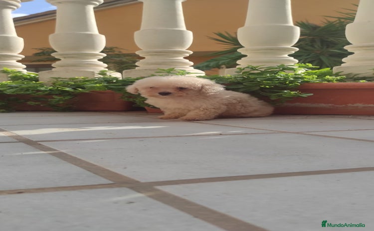 Caniche Toy perros - Anuncio 6