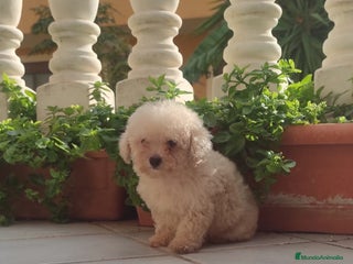 Caniche Toy perros - Anuncio 20