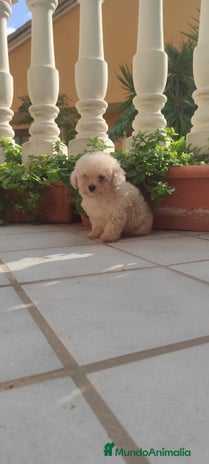 Caniche Toy perros - Anuncio 6