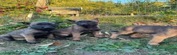 Pastor Belga Malinois perros en venta: Pastor Belga Malinois - Anuncio 2