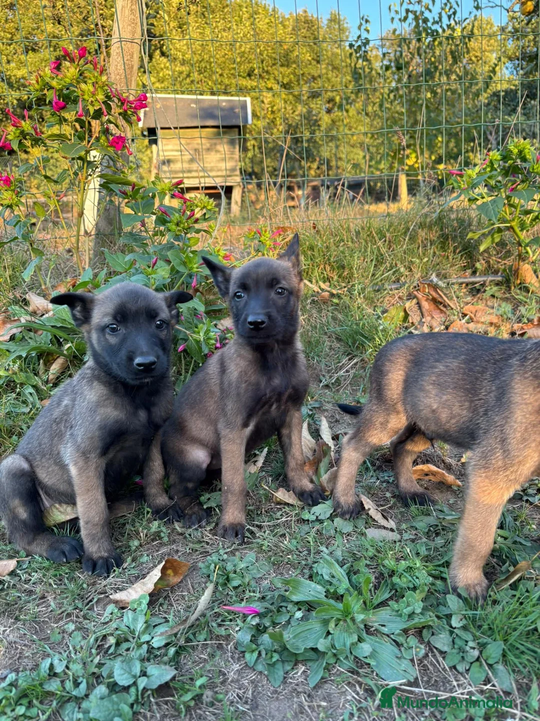 Pastor Belga Malinois perros en venta: Pastor Belga Malinois - Anuncio 2