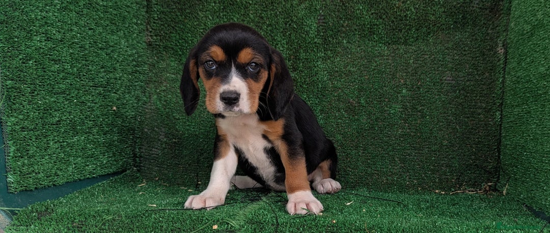 Beagle perros en venta: Beagle - Anuncio 1