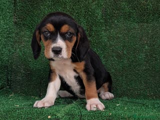 Beagle perros Beagle - Anuncio 1