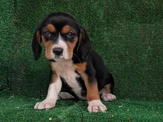 Beagle perros Beagle - Anuncio 9